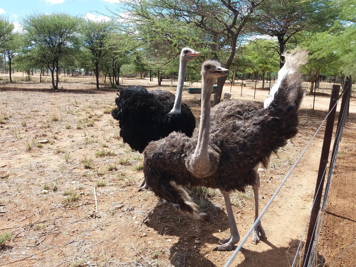 Lion'S Den Guesthouse Otjiwarongo Exterior photo